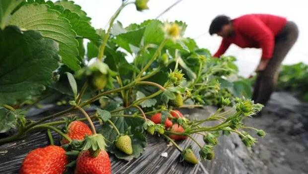 太陽能發(fā)電可以有效地消毒草莓溫室